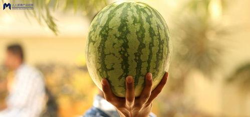 娱乐圈大瓜可以吃吗,揭秘明星幕后故事,一网打尽娱乐热点